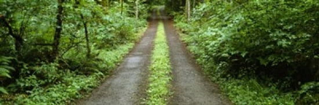 Lush foliage lining a wet driveway Bainbridge Island Washington USA Canvas Art - Panoramic Images (18 x 6)