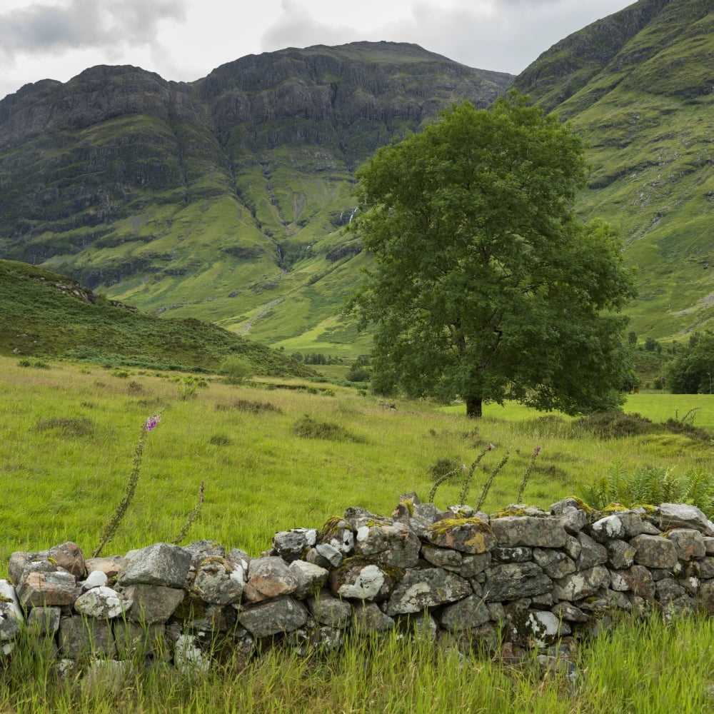 Lush grass in the hills and a stone wall in the foreground Scotland Canvas Art - Keith Levit Design Pics (16 x 16)