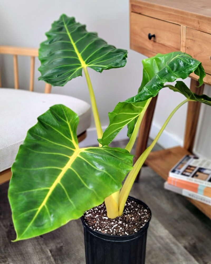 Elephant Ears Plants