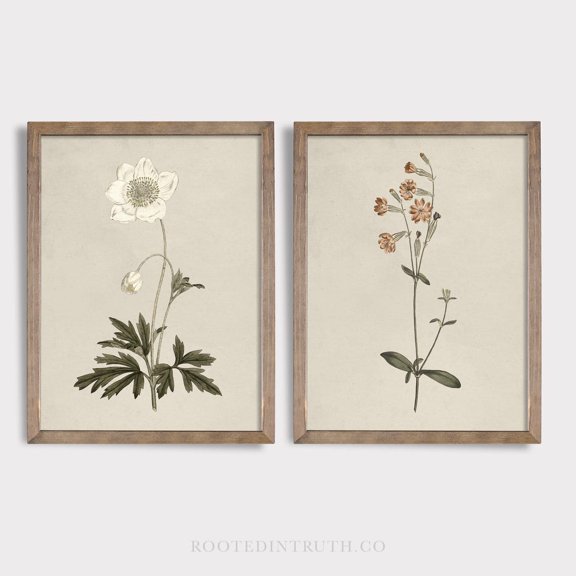 Luvia Botanical Vintage Flower, Antique, Cottage Core, Neutral, Light, Antique Drawings, Specimen, Modern Wall Decor Set 2 Prints 20x30 UNFRAMED