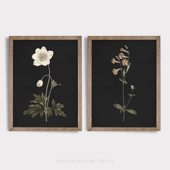 Luvia Botanical Vintage Flower, Black And Moody, Antique, Cottage Core, Dark, Antique Drawings, Specimen, Modern Wall Decor Set 2 Prints 16x24 UNFRAMED