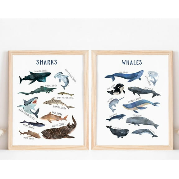 Luvia Sharks Whales Species Chart, Ocean Sea, Sea Creatures Poster, Whales And Sharks Print, Ocean Animals Chart, Modern Wall Decor Set 2 Prints 8x12 UNFRAMED