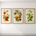 thumbnail image 1 of Luvia Vintage Fruit Lithograph Set Retro Floral Fruit Bundle, Strawberry Art Print, Limes Oranges Strawberries Kitchen Artwork, Modern Wall Decor Set 3 Prints 8x12 UNFRAMED, 1 of 3