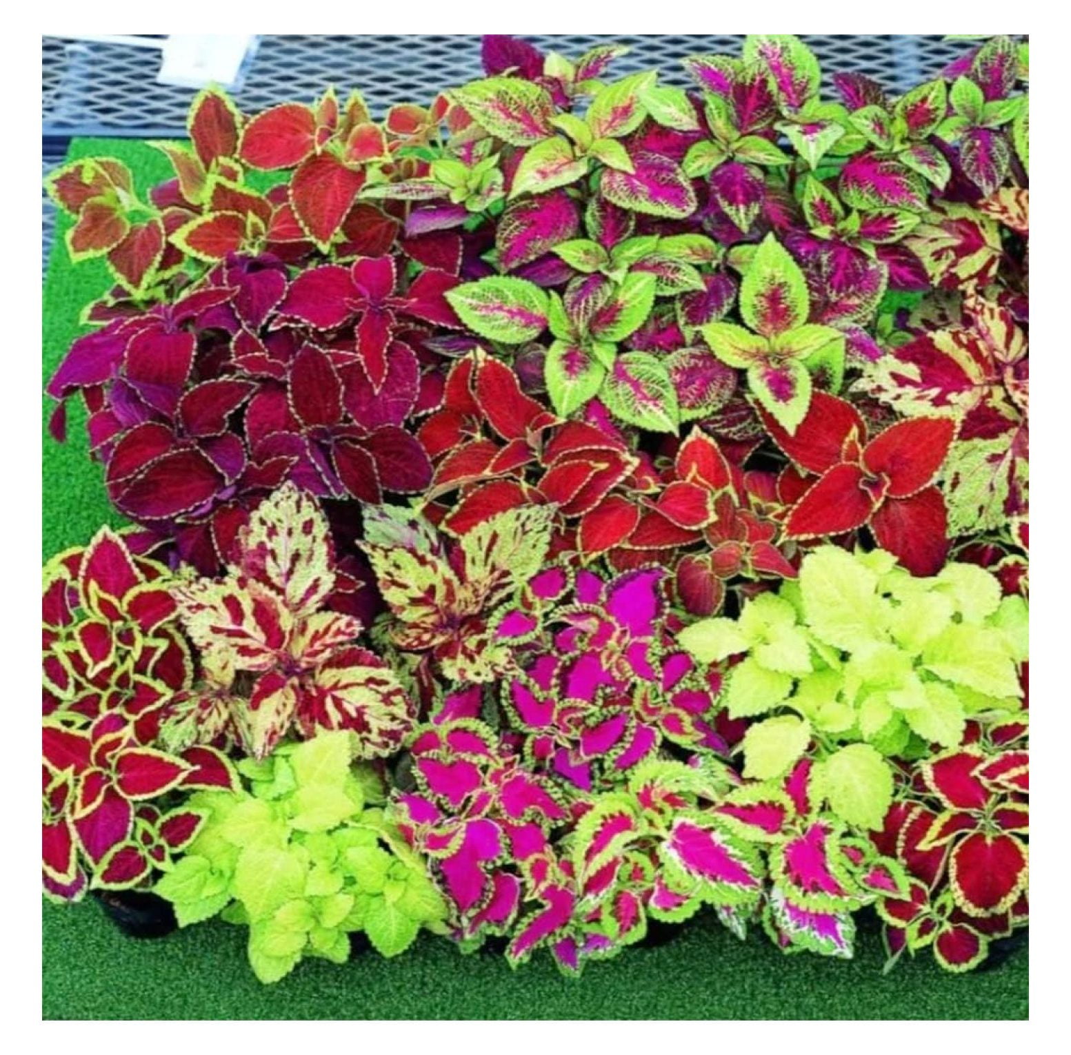 Luwei 250 Mix Rainbow Coleus Blumei Seeds Beautiful Foliage Eye