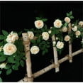thumbnail image 1 of Luxcidy 5.9FT Artificial Peony Flower Garland with 19 Flower Heads, Fake Rose Garland Hanging Greenery Vine Silk Floral Vine Home Wedding Arch Wall Craft Arrangement Decorations(Champagne), 1 of 6