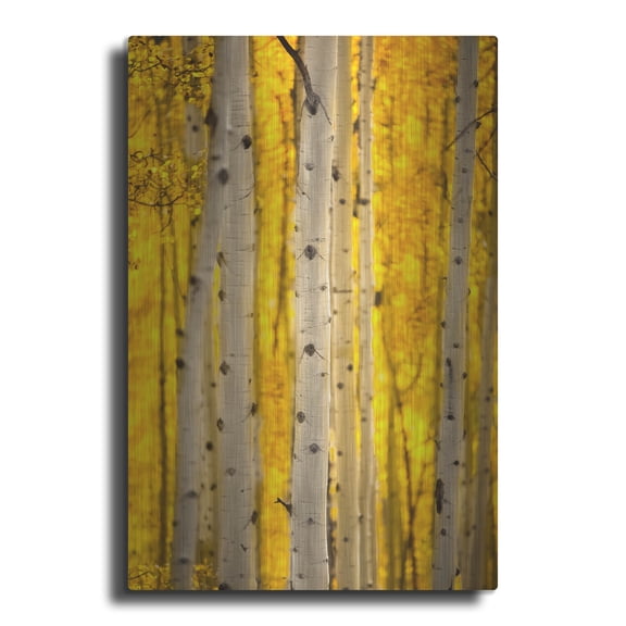 Luxe Metal Art 'Aspen Trees' by Jonathan Ross, Metal Wall Art, 12"x16"