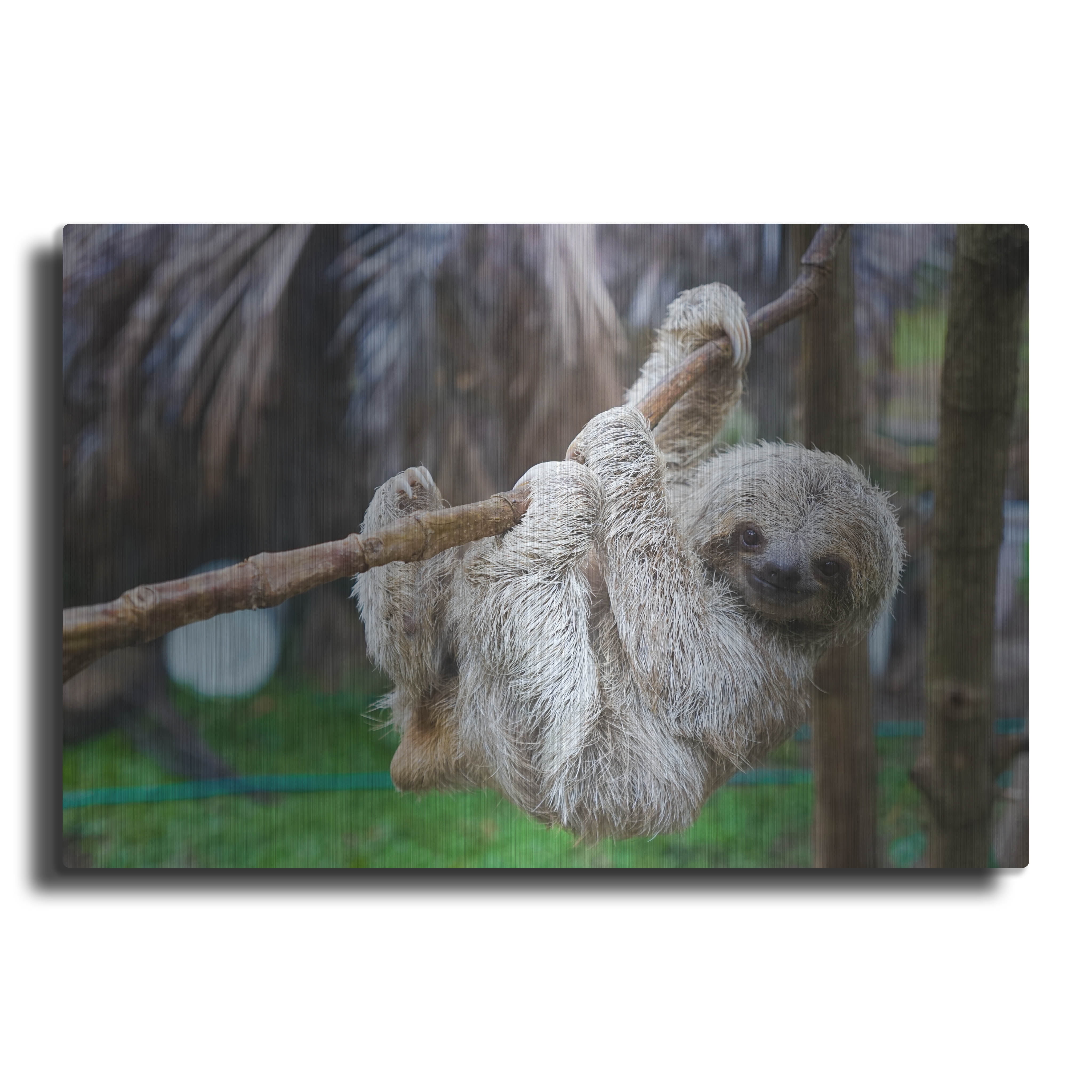 Baby Sloth Metal Wall Art Print 12" x 16"