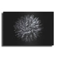 thumbnail image 1 of Luxe Metal Art 'Backyard Flowers In Black And White 20' by Brian Carson, Metal Wall Art, 36"x24", 1 of 9
