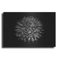 thumbnail image 1 of Luxe Metal Art 'Backyard Flowers In Black And White 45' by Brian Carson, Metal Wall Art, 16"x12", 1 of 8
