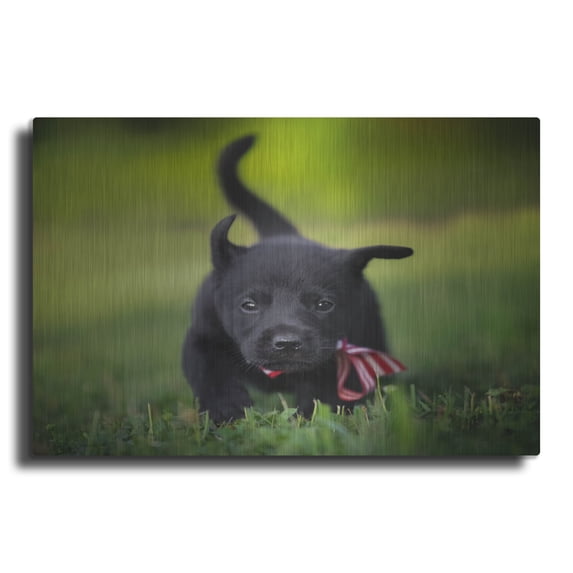 Luxe Metal Art 'Black Lab Pup 11' by Jonathan Ross, Metal Wall Art, 16"x12"