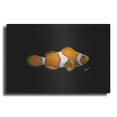 thumbnail image 1 of Luxe Metal Art 'Clown Fish on Black' by Durwood Coffey, Metal Wall Art, 24"x16", 1 of 8