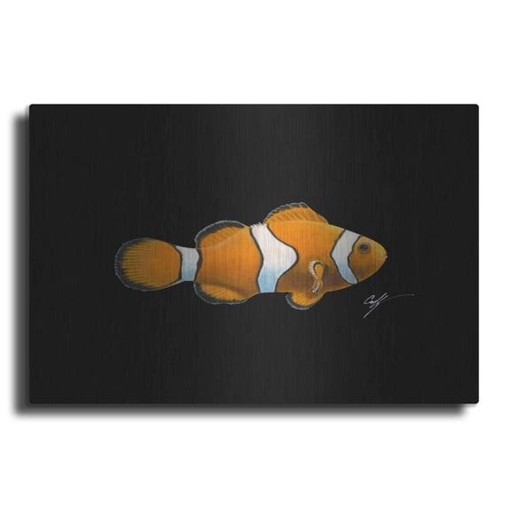 Luxe Metal Art 'Clown Fish on Black' by Durwood Coffey, Metal Wall Art, 24"x16"