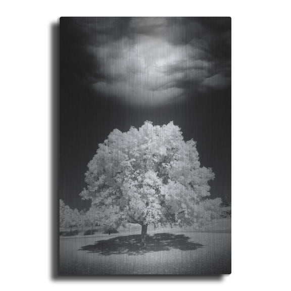Luxe Metal Art 'Lone Tree & Cloud, Green Bay, Wisconsin 12' by Monte Nagler, Metal Wall Art, 12"x16"
