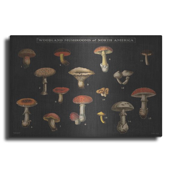Luxe Metal Art 'Mushroom Chart I' by Wild Apple Portfolio, Metal Wall Art, 16"x12"