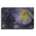 thumbnail image 1 of Luxe Metal Art 'Purple Pansy' by Lori Deiter, Metal Wall Art, 24"x16", 1 of 8