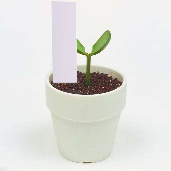 Luxshiny 300Pcs Garden Plant Labels Plastic Stakes for Flowers and Fruit Trees