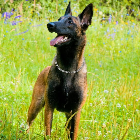 Luxshiny Dog Chain Collar Dog Collar Necklace Metal Stylish 1Pcs For French Bulldogs