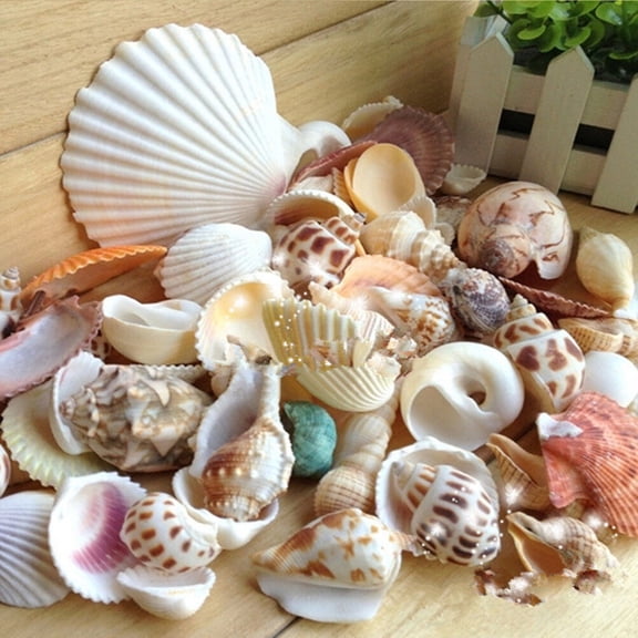 Luxshiny Mixed Assorted Color Natural Seashells for Decoration Crafts Candle Making Nautical Floral Arrangements