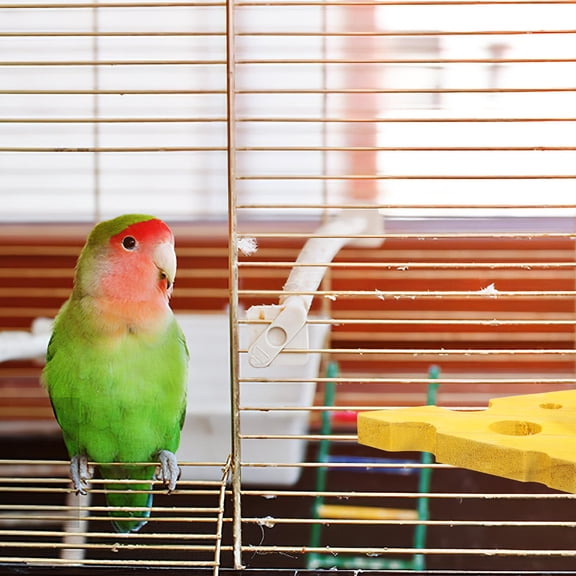 Luxshiny Natural Wood Bird Perch Platform For Parrots Exercise And Resting Spot 1Pack