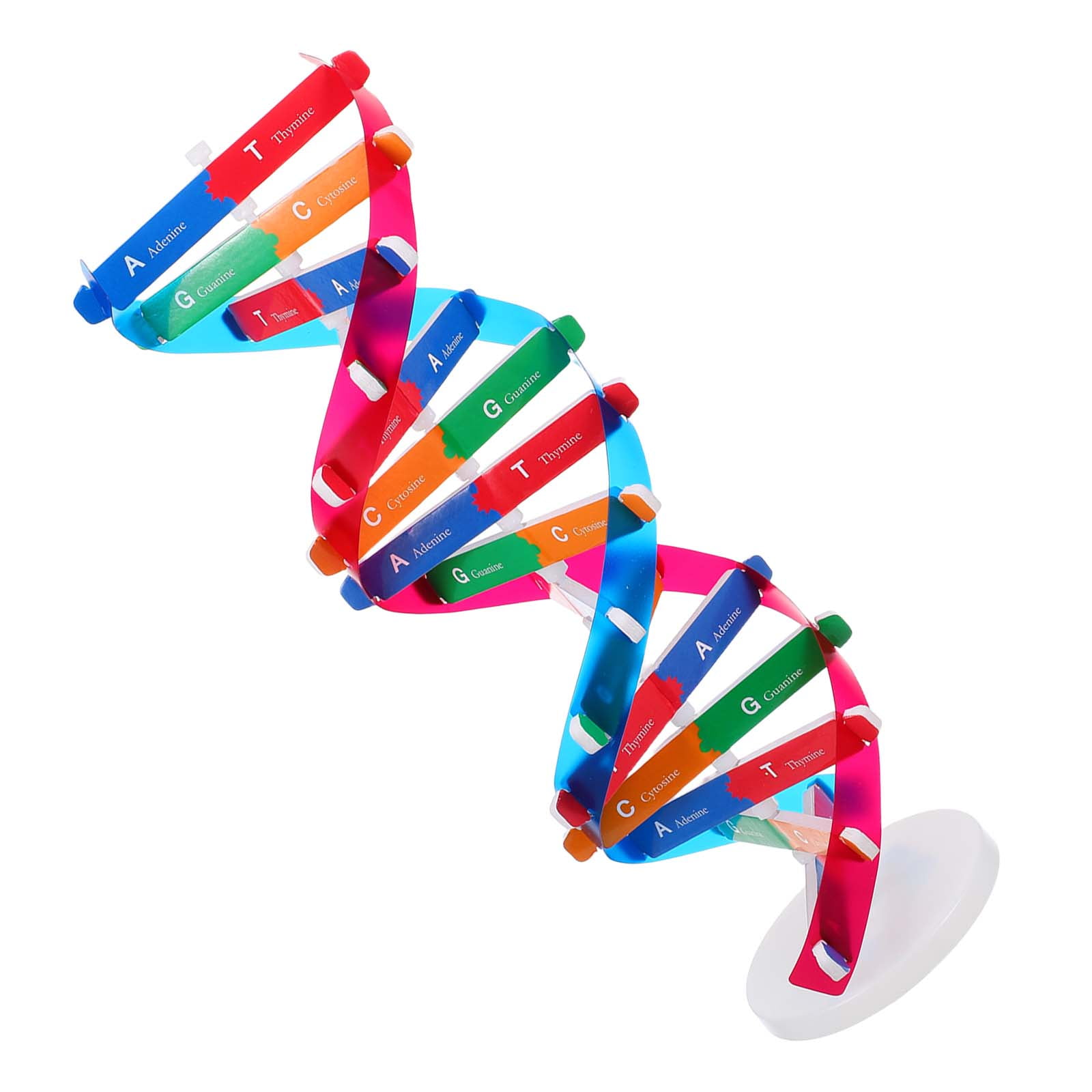 Dna Strand Model