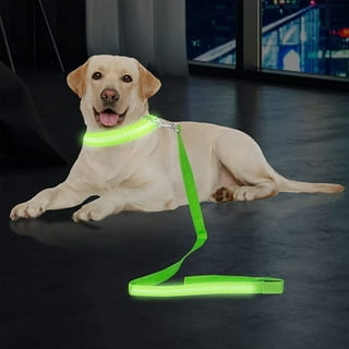 Light Up Dog Leash