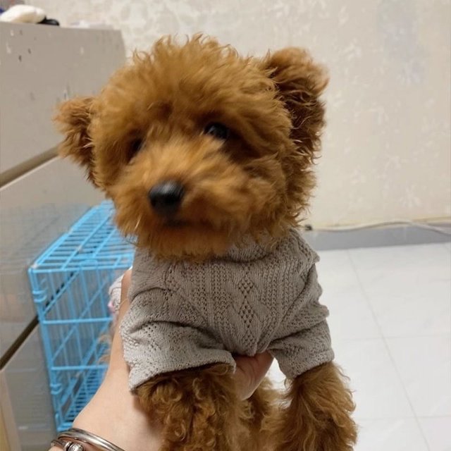 Luxurious Premium Knitted Winter Wool Jersey Sweater for Small Dogs
