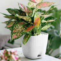 Luysn Flower Pots,Plastic Flower Pot Modern Decorative,Plant Pots Indoor,Plant Pots with Drainage Hole and Tray Succulent Pothos Planting Flower Pots for Your Room,Plant Pots,Pots for Plants 4.7"