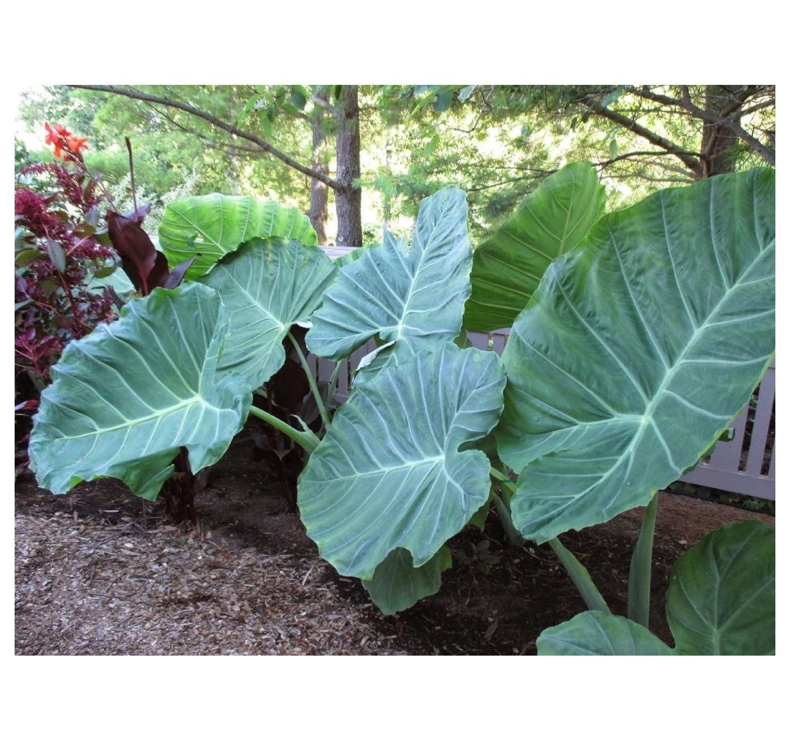 Lwory 3 Live Bulbs Colocasia gigantea Thailand Giant Thai Giant