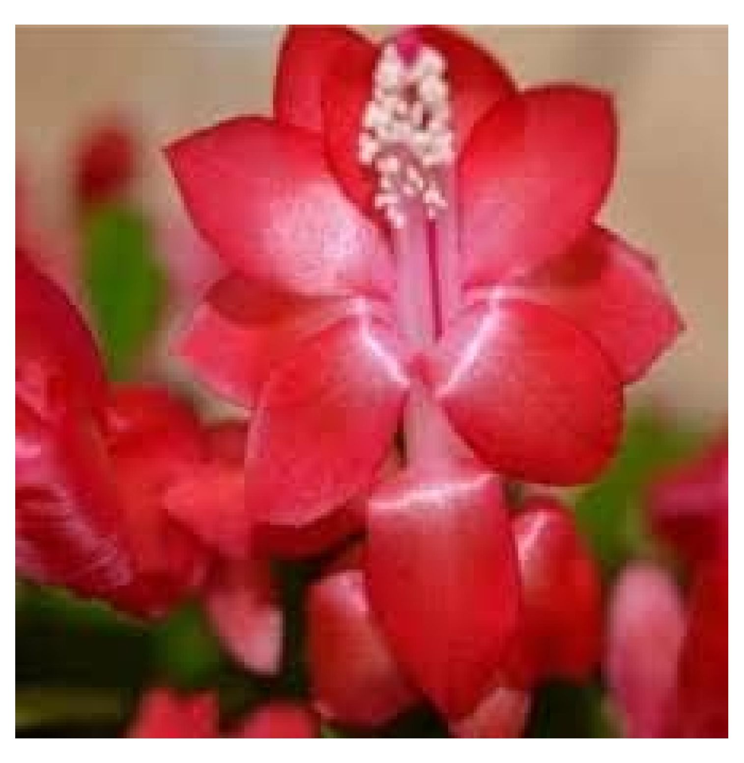 Lwory RED Christmas Cactus Plant in 6'' Pot Zygocactus Holiday's