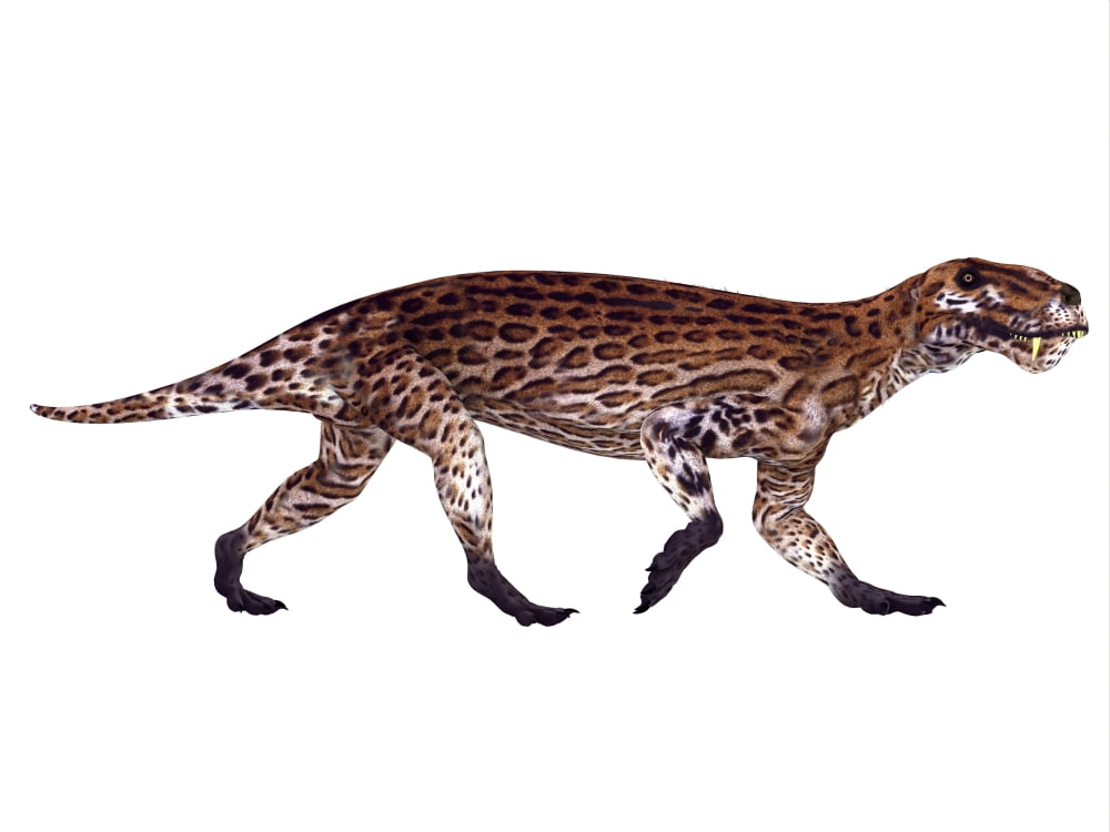 Lycaenops from the Permian period Canvas Art - Corey FordStocktrek Images (16 x 12)