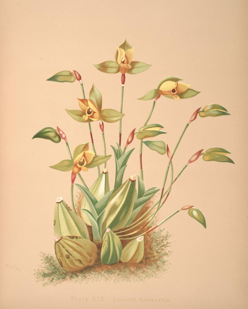 Lycaste Canvas Art - HS Miner (24 x 36)