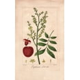 thumbnail image 1 of Lychee Tree, Litchi Chinensis Poster Print By ® Florilegius Mary Evans (18 X 24), 1 of 4