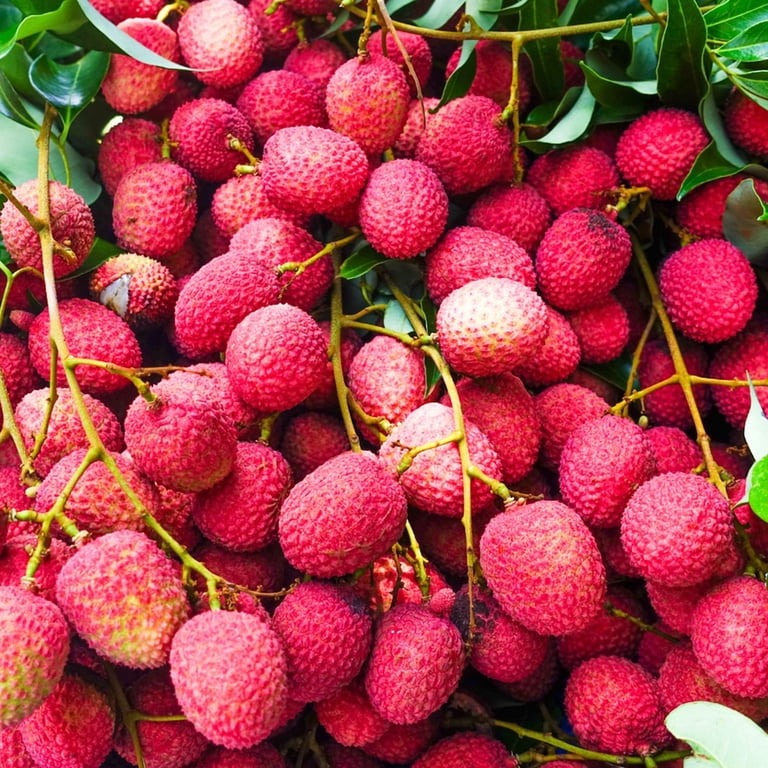 Lychee Tree Live Plant, 4 to 8 Inch Lychee Fruit Tree Starter, Tropical Litchi  Plant for Planting Outdoor - Walmart.com