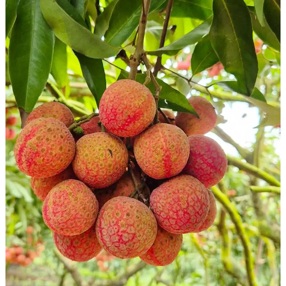 Lychee Tree Live for Planting, Litchi Tree Live Plant, Sweet Tropical Fruit Tree Live for Garden 8 to 10 Inc Tall in Half Gal Pot