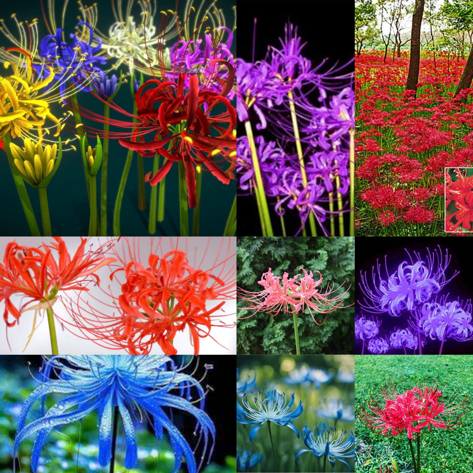 lycoris-beautify-environment-lycoris-root-spider-lycoris-perennial