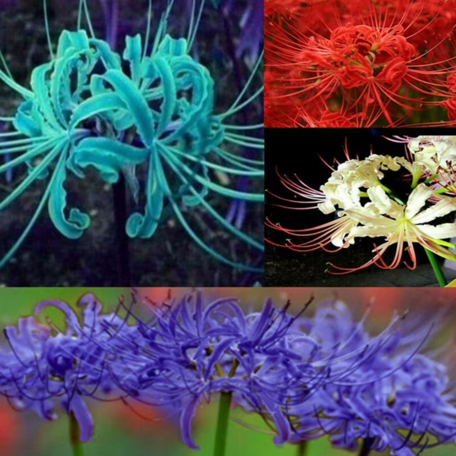 lycoris-beautify-environment-lycoris-root-spider-lycoris-perennial
