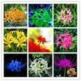 Lycoris Beautify EnvironmentLycoris Root Spider Lycoris Perennial