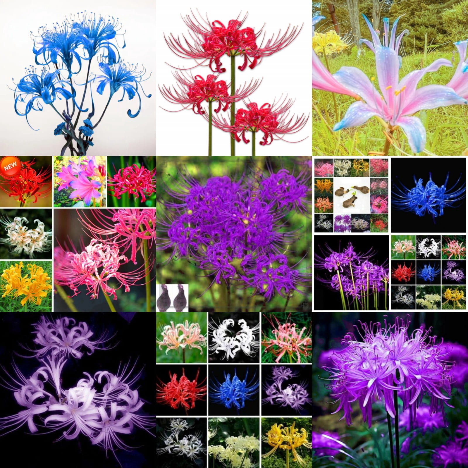 lycoris-beautify-environment-lycoris-root-spider-lycoris-perennial