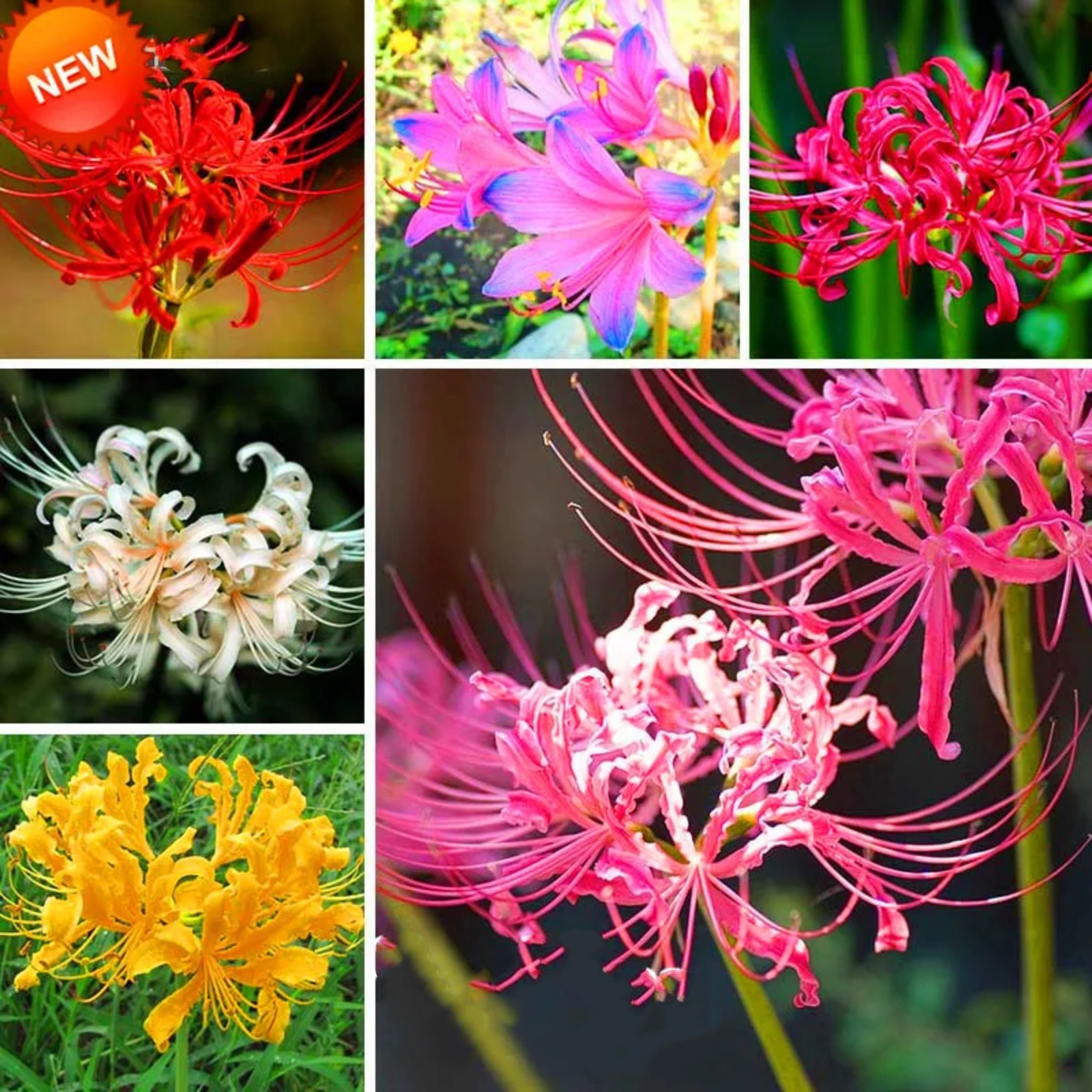 lycoris-beautify-environment-lycoris-root-spider-lycoris-perennial