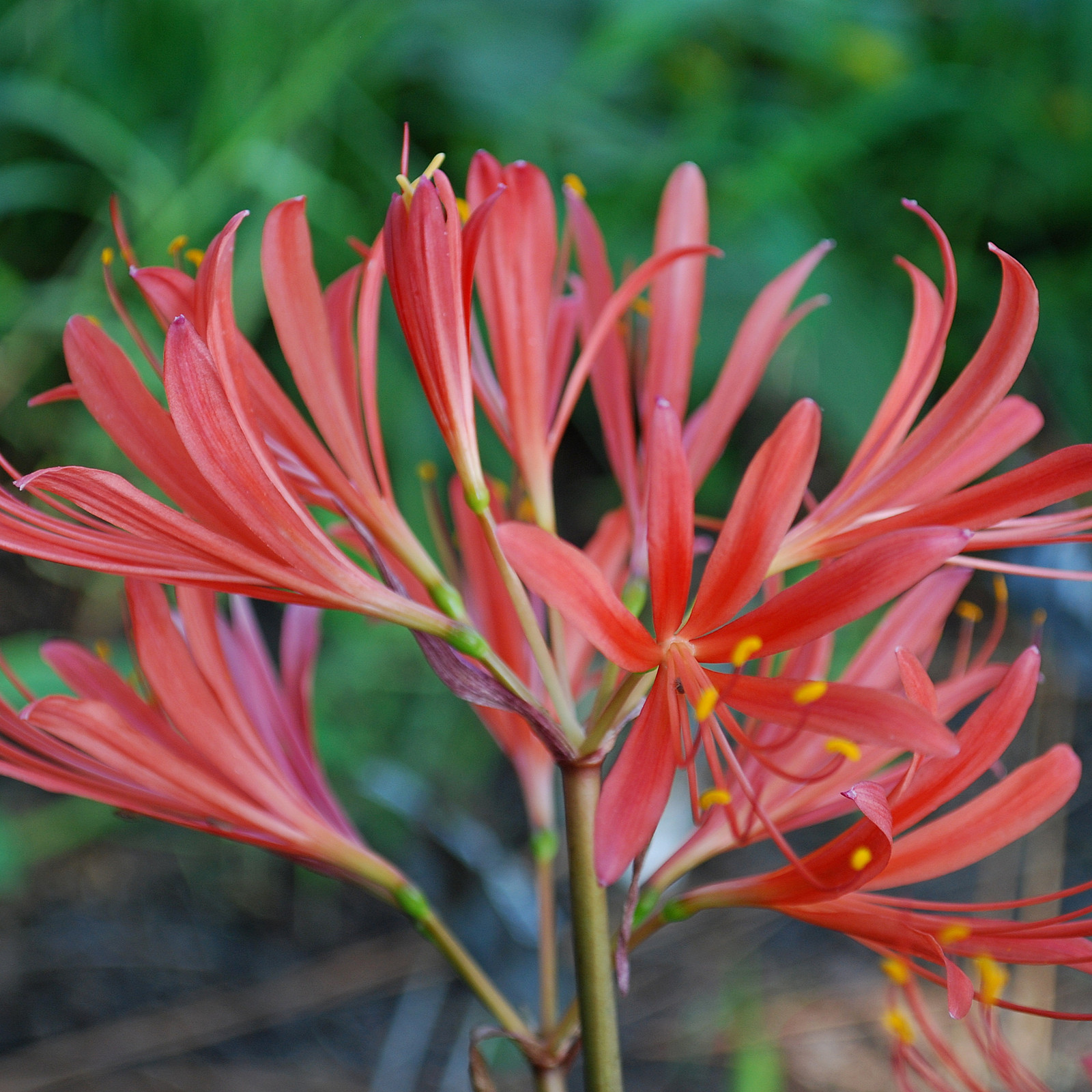 Lycoris Bulbs, Beauty Enhanced By Multiple Bulbs. Fresh Bulbs,Long