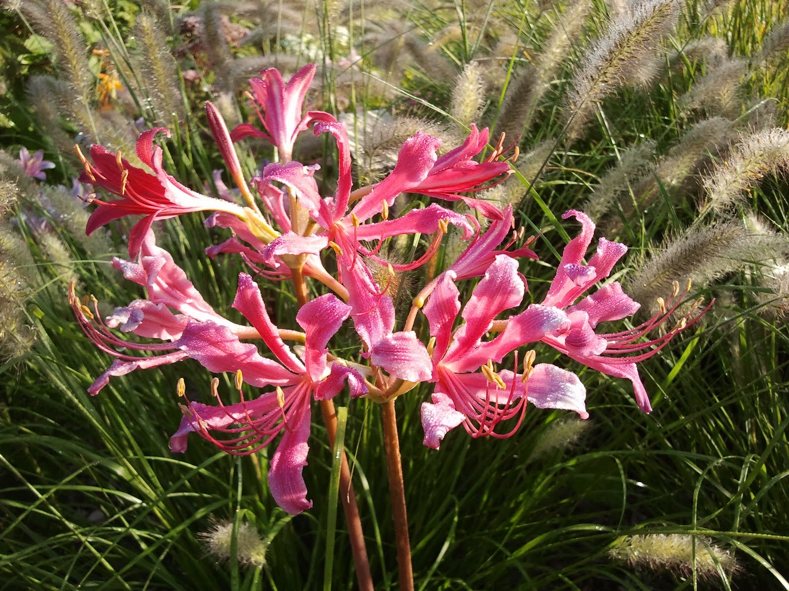 Lycoris Bulbs, Lycoris, Magic Flower,Lycoris Radiata Bulbs , Indoor
