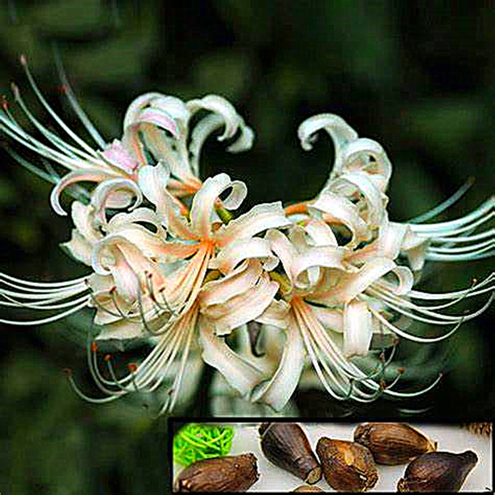 Lycoris Bulbs, Spider Lily, Seasonal Flowers,Lycoris Radiata， Garden