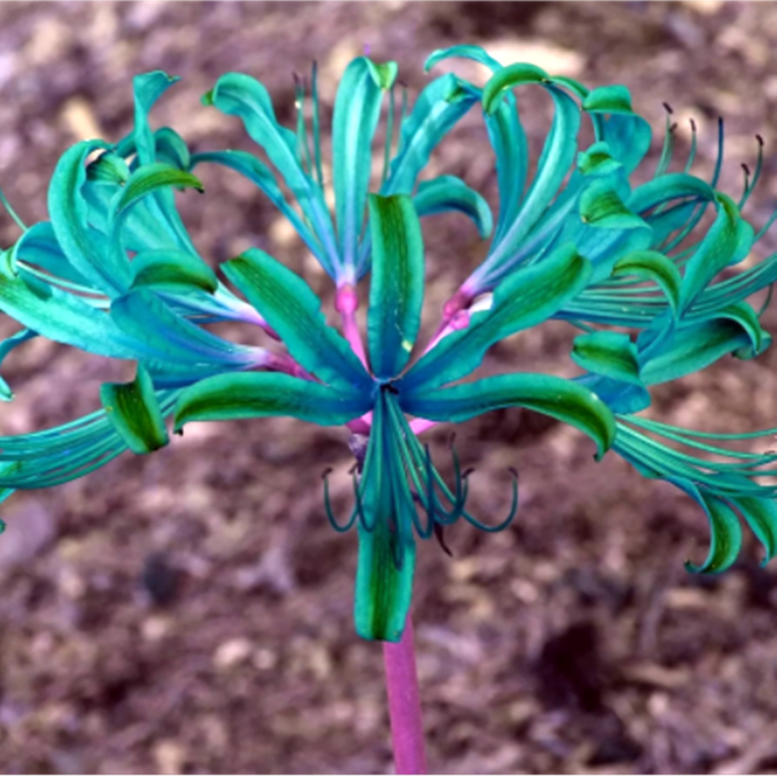 Lycoris Bulbs, Spider Lily, Seasonal Flowers,Perennial Plants，Lycoris