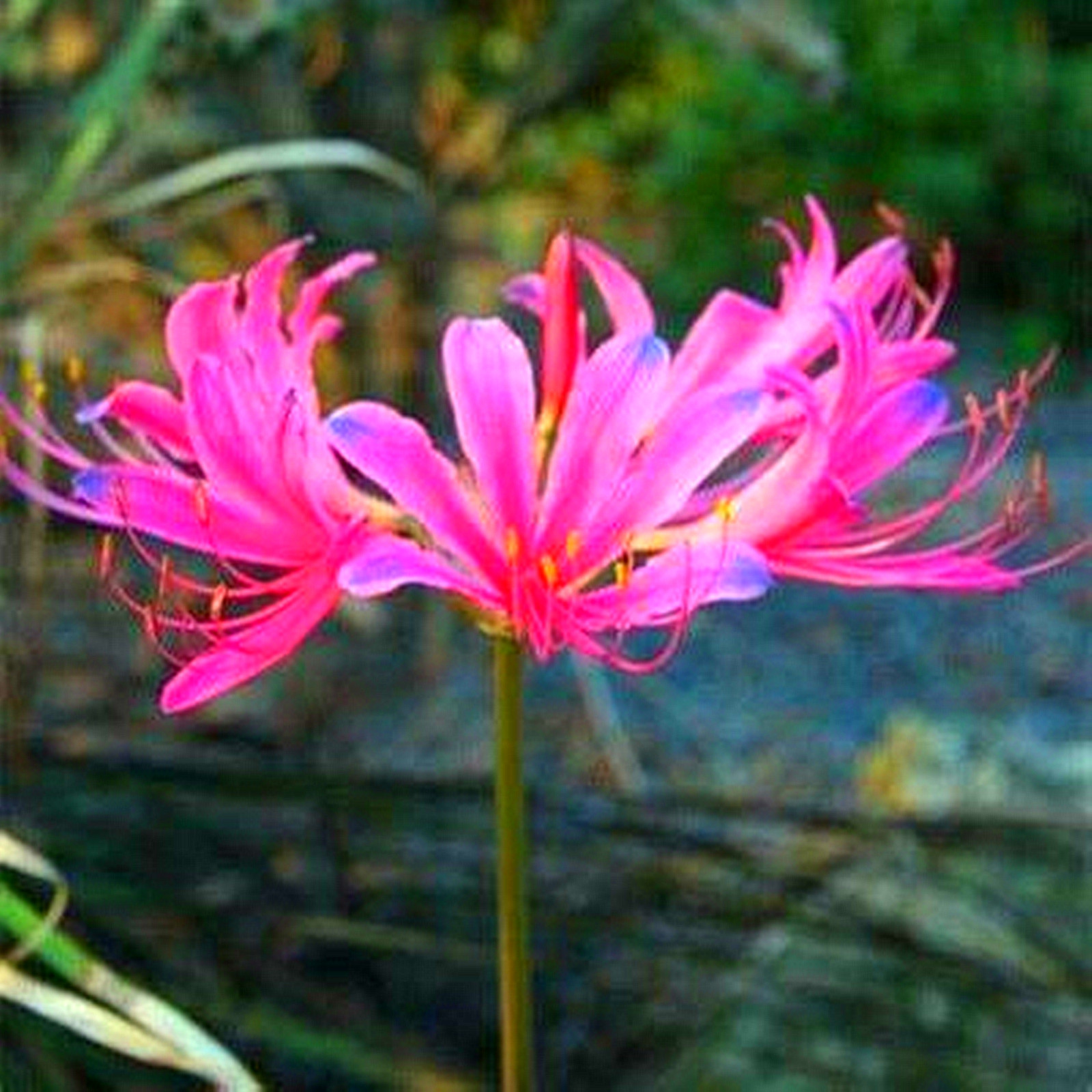Lycoris Bulbs, Spider Lily, Seasonal Flowers,Perennial Plants，Lycoris