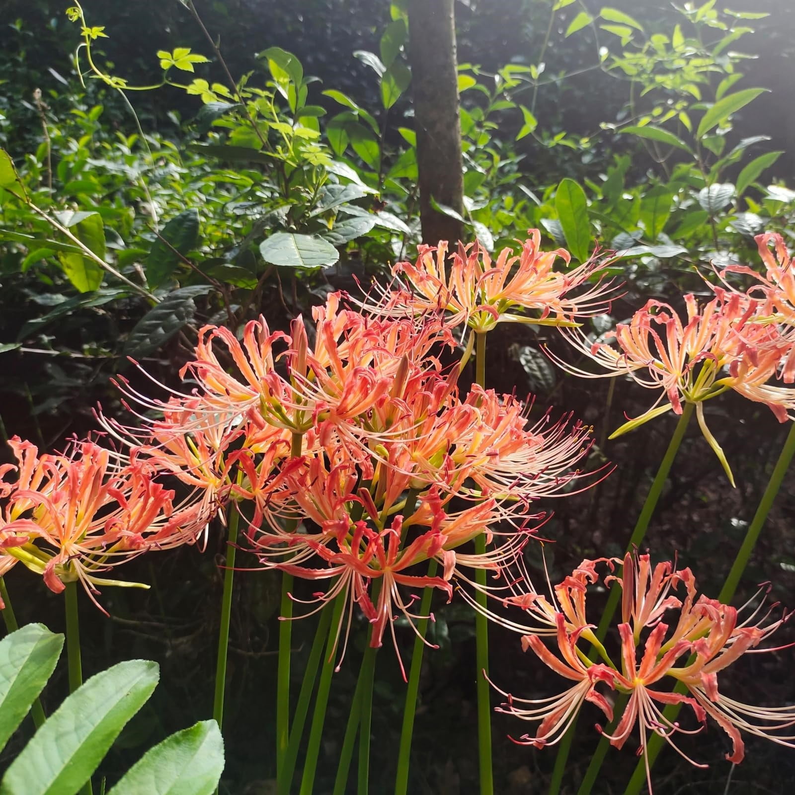 Lycoris Radiata Bulbs For Planting,Classic,Horticulture,Lycoris