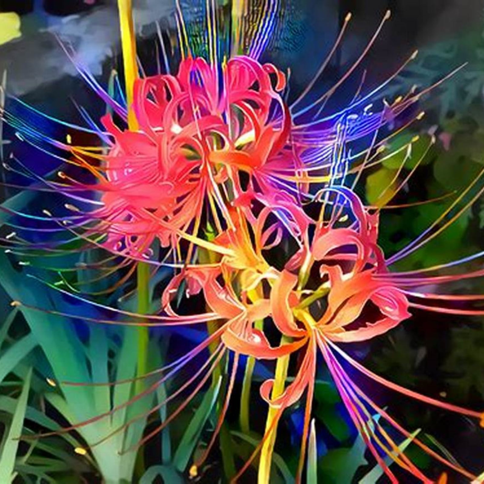 Lycoris Radiata Bulbs For Planting,Lycoris Radiata Bulbs For Sale