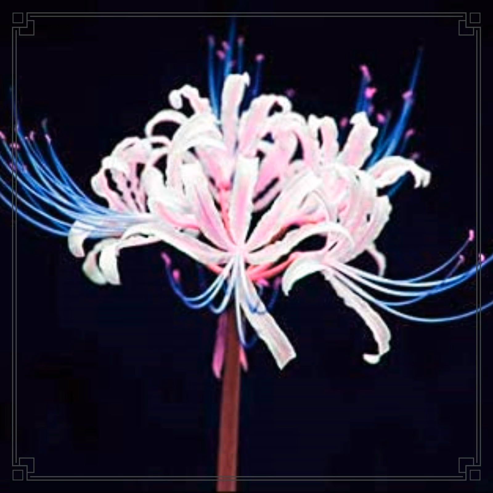 Lycoris Radiata Bulbs For Planting,Lycoris Radiata Bulbs For Sale