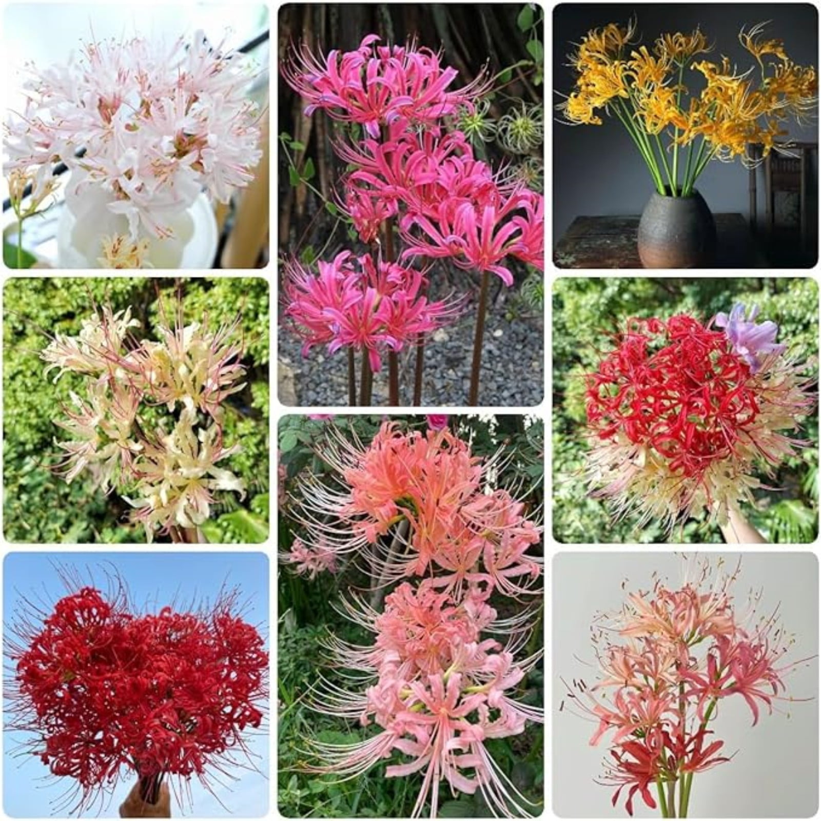Lycoris Radiata Bulbs For Planting,Lycoris Squamigera,Lycoris Radiata