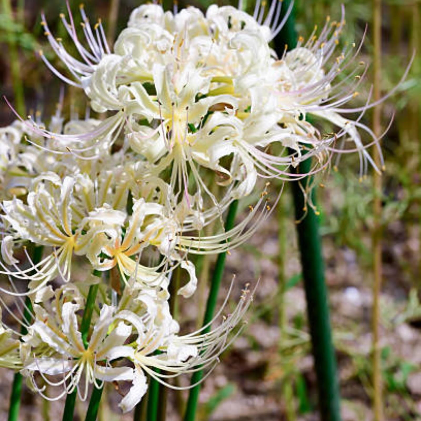 Lycoris Radiata Bulbs For Planting,Lycoris Squamigera,Professional