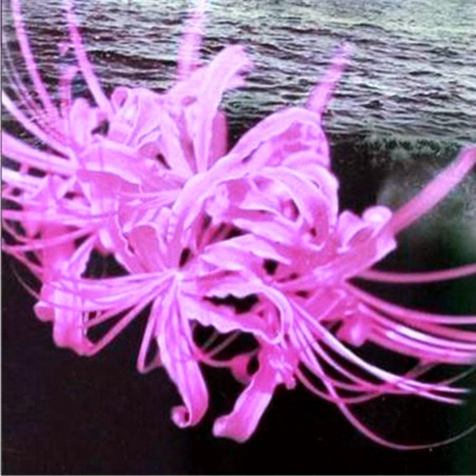 Lycoris Radiata Bulbs For Planting,Lycoris Squamigera,Professional